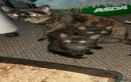 British Shorthair cats for sale: Two British short cat.  - Advert 2