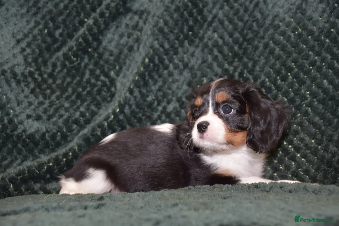 Cavalier King Charles Spaniel dogs for sale: Two Cavalier King Charles Spaniel Females - Advert 18