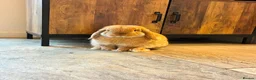 Mini Lop rabbits for sale: Beautiful Mini Lop Rabbit Looking to be re-homed. in Ashington - Advert 1