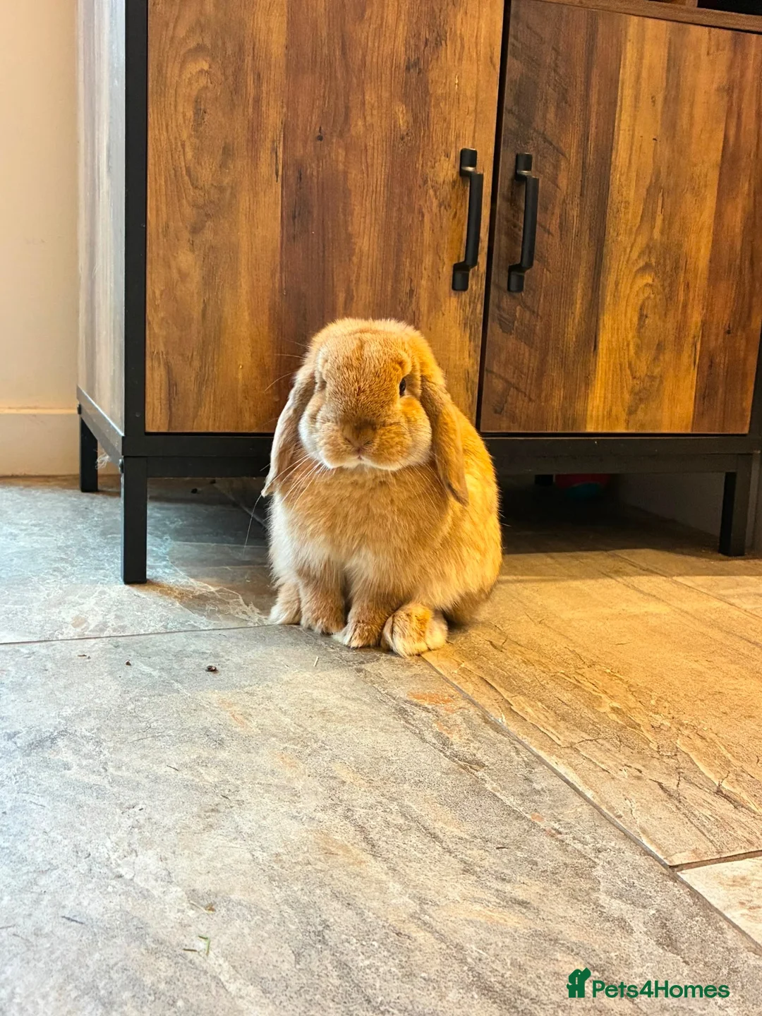 Mini Lop rabbits for sale: Beautiful Mini Lop Rabbit Looking to be re-homed. in Ashington - Advert 1