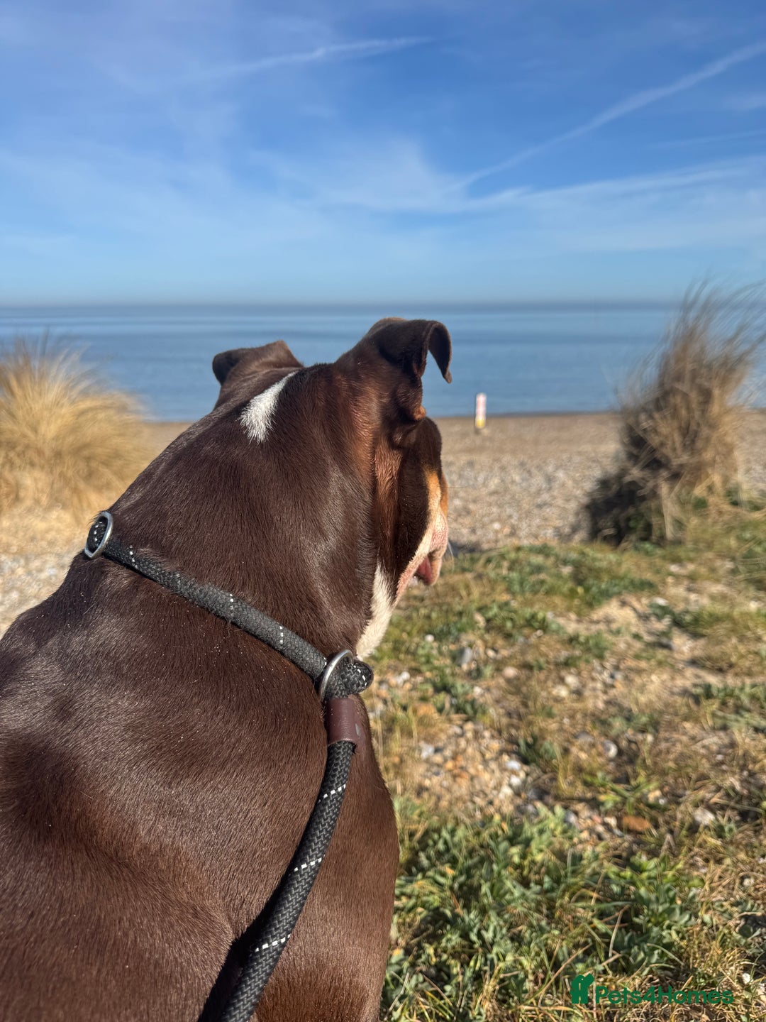 English Bulldog dogs for sale: Looking for my new home - Advert 13