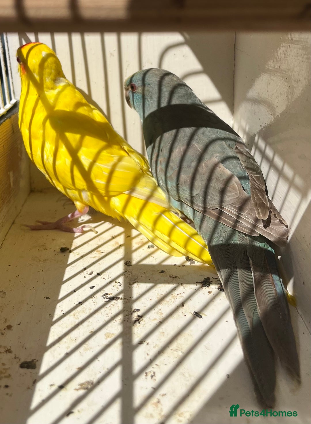 Parakeets birds for sale: Hen kakariki Cinnamon Blue & Buttercup - Image 7