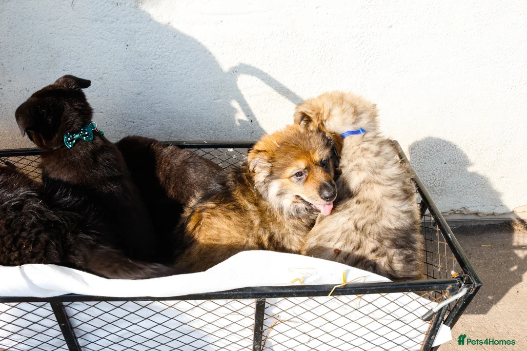 German Shepherd dogs for sale: German Shepherd Puppies  - Advert 7