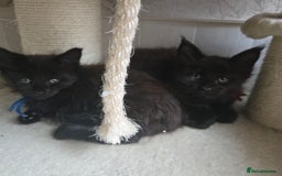 Maine Coon cats for sale: Maine Coon Kittens Polydactyl Russian line - Image 25