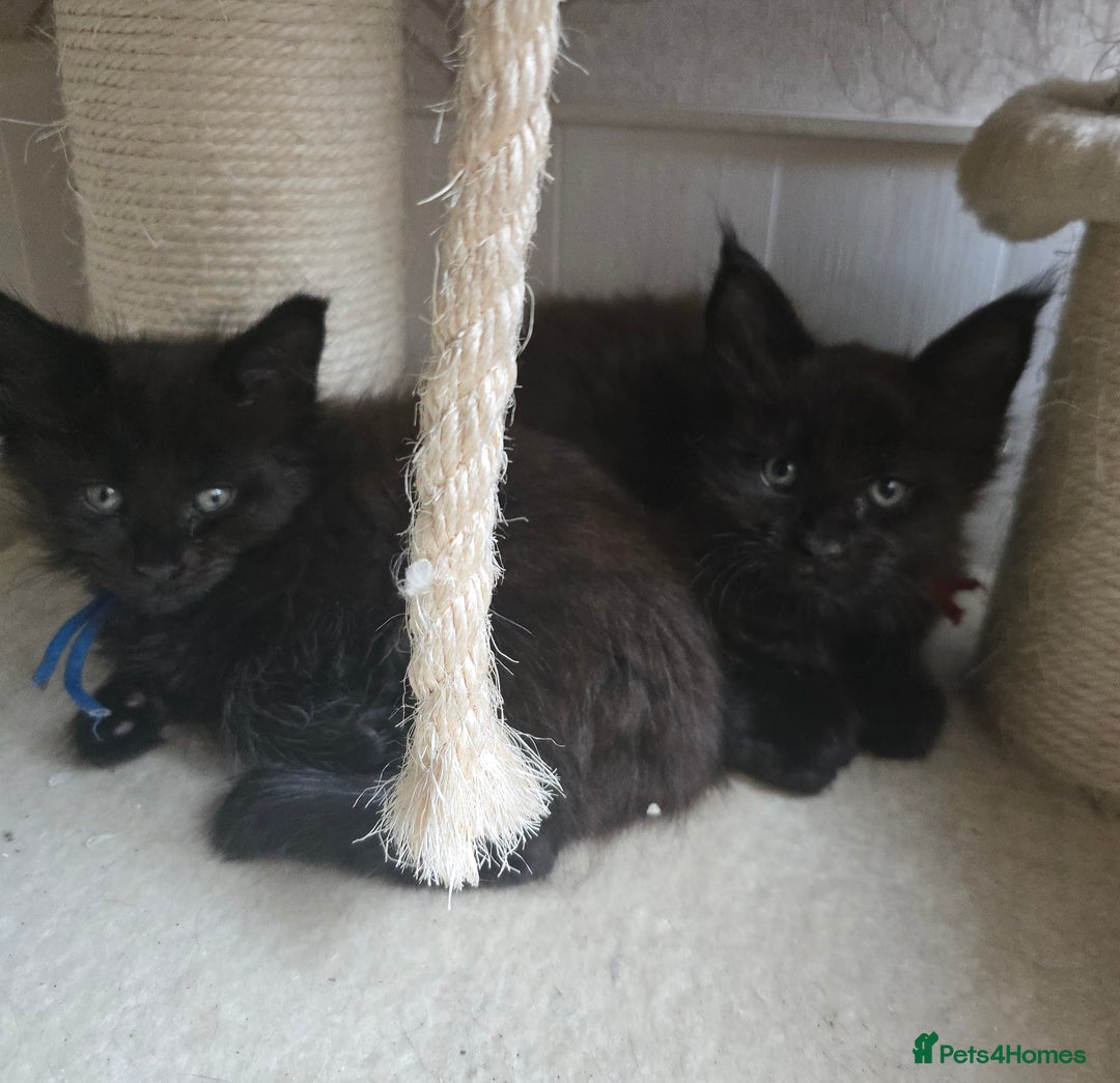 Maine Coon cats for sale: Maine Coon Kittens Polydactyl Russian line - Image 25