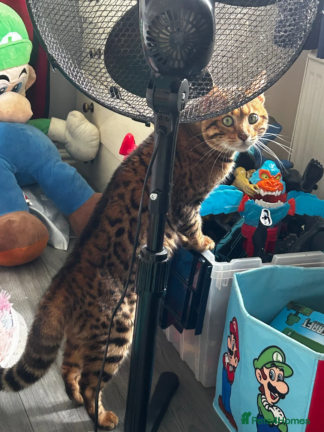 Bengal cats for sale: Male bengal  in Wymondham - Advert 4