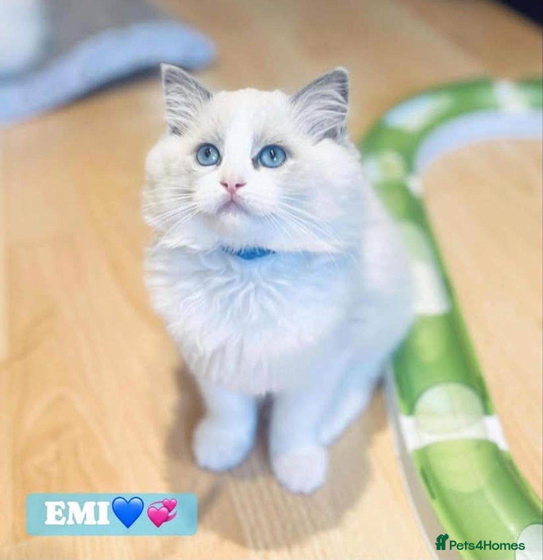 Ragdoll cats for sale: 💖Beautiful Ragdoll💖 Tica register  - Image 22
