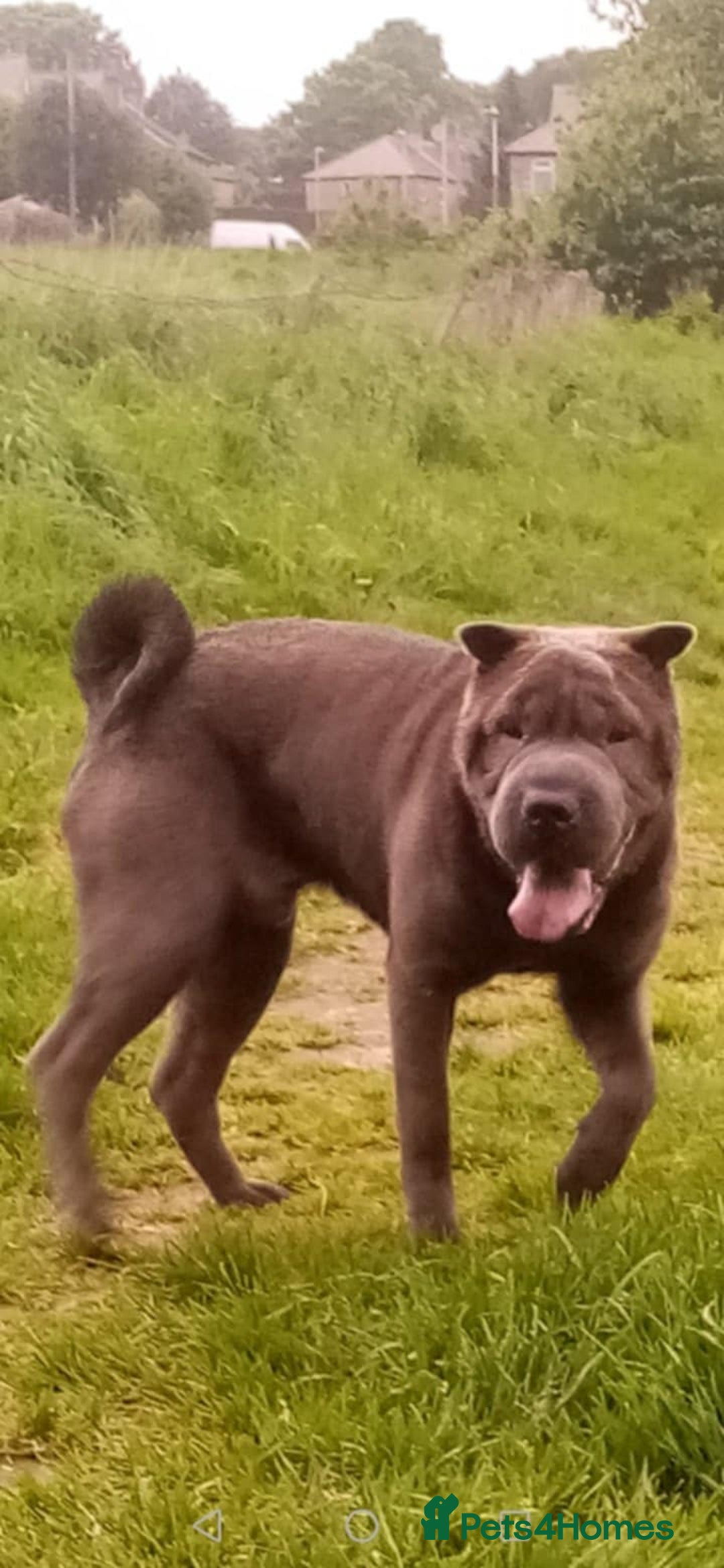 Mixed Breed dogs for sale: Bull-pei puppies - Advert 8