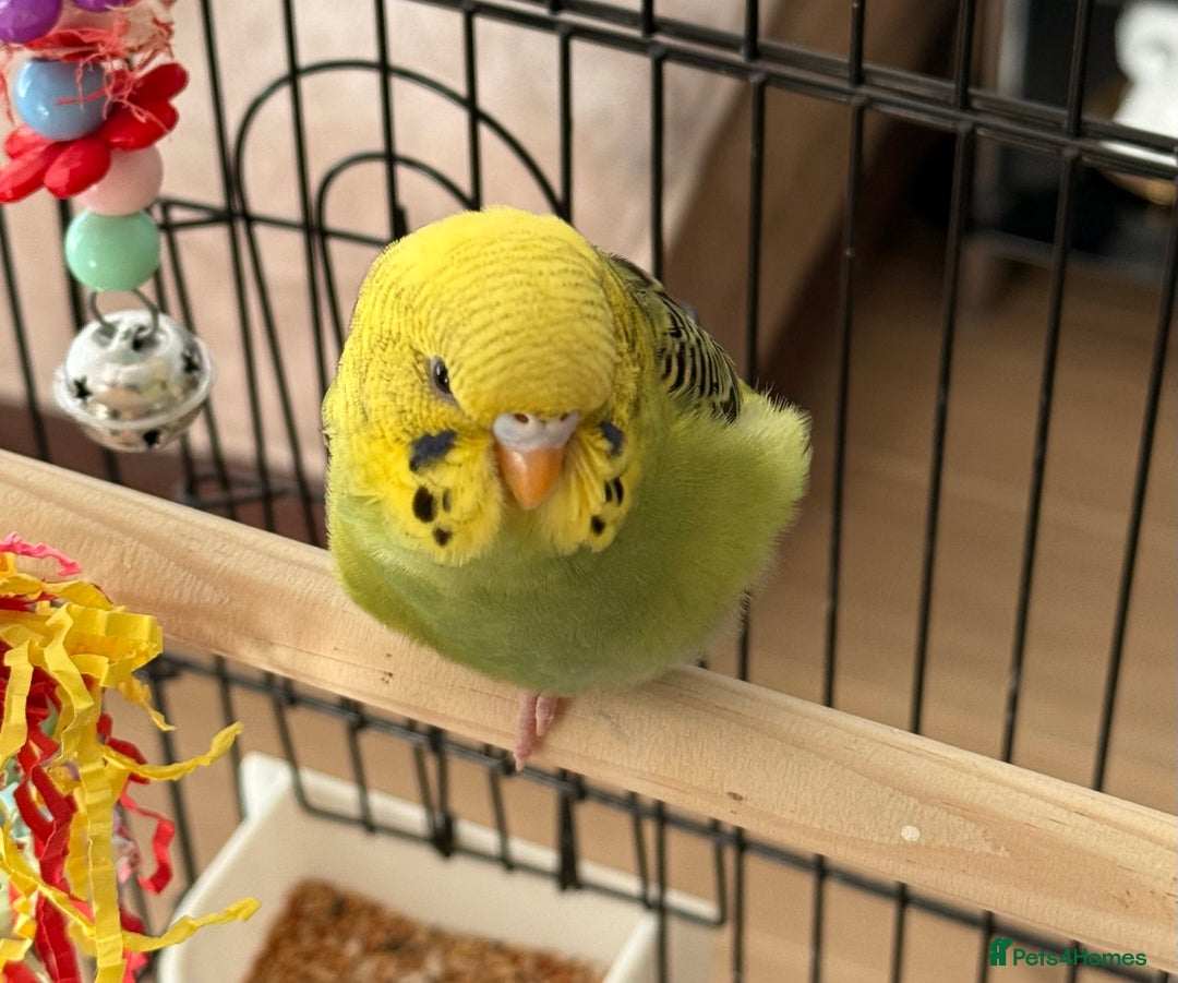 Budgerigars birds for sale: A pair of fully tamed budgies  £65 for both      - Image 3