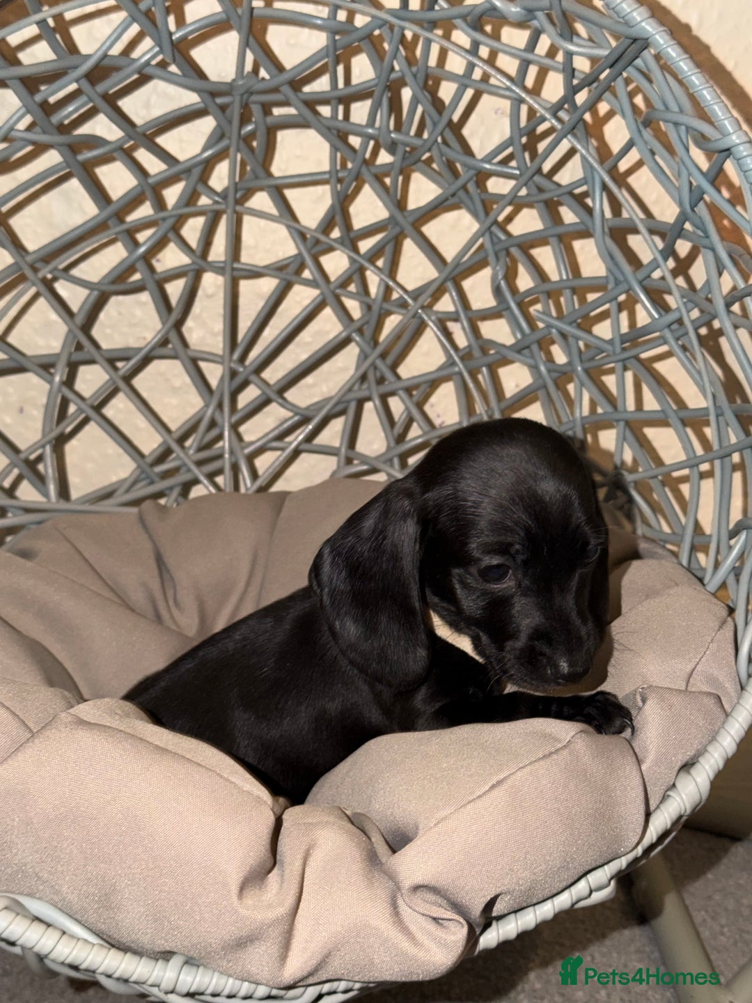 Dachshund dogs for sale: Dachshund Puppies Available 🐾 - Advert 2