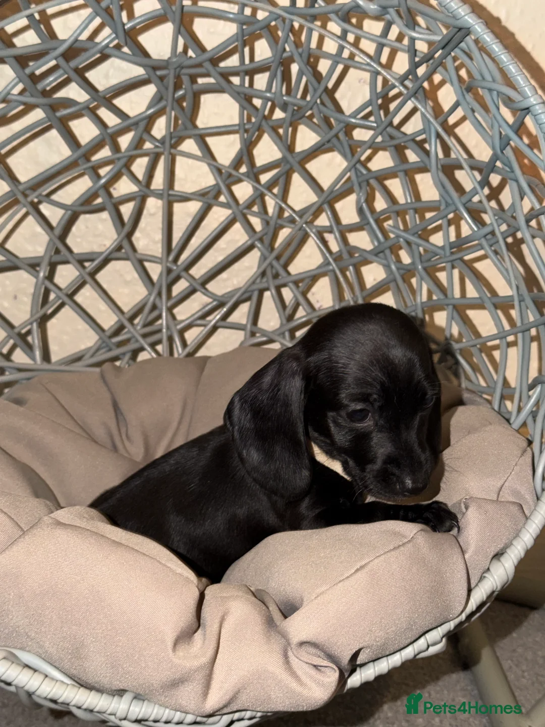 Dachshund dogs for sale: Miniature Dachshund Puppies Available 🐾 - Advert 4