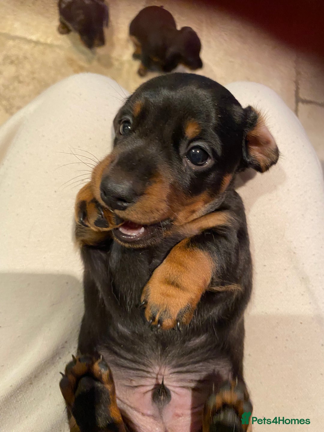 Miniature Dachshund dogs for sale: Smooth Mini Dachshund Pups ready for loving homes - Advert 10
