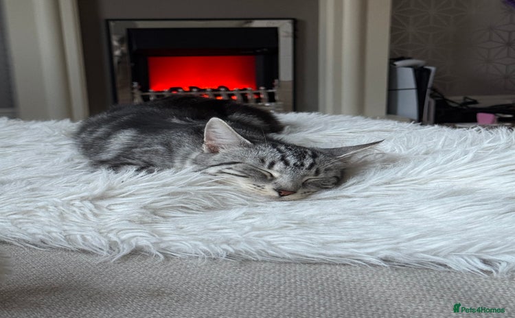 Mixed Breed cats - Advert 6