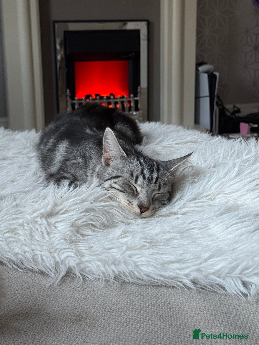 Mixed Breed cats for sale: Willow  - Image 1