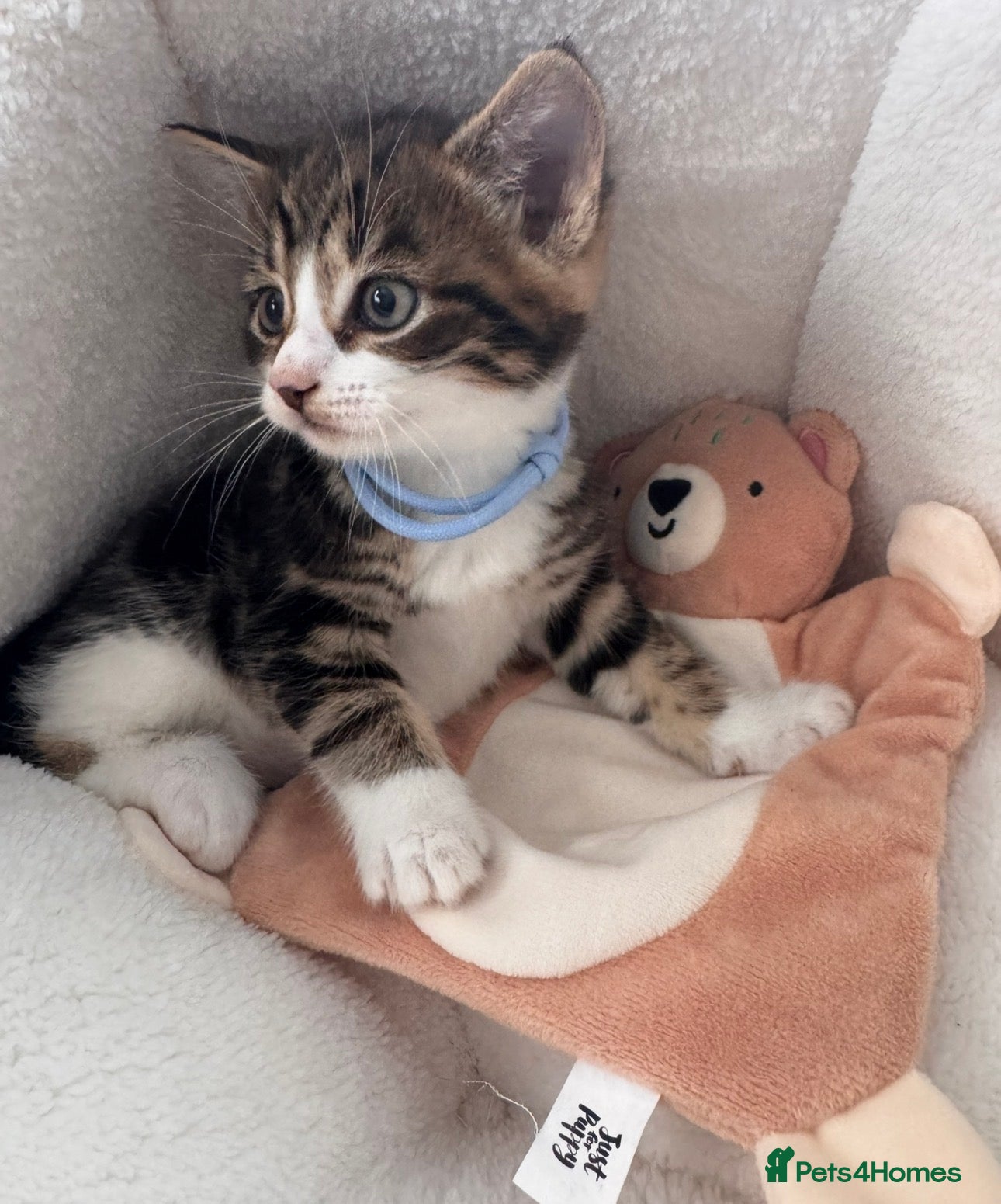 Mixed Breed cats Beautiful friendly well handled kittens - Advert 18