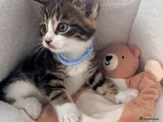 Mixed Breed cats Beautiful friendly well handled kittens - Advert 18
