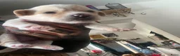 Chinese Crested dogs for sale: chinese crested puppys hairless ! :) - Advert 8