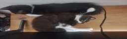 Mixed Breed cats for sale: Gorgeous kittens for sale  in South Croydon - Advert 12