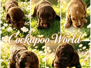 Cockapoo dogs DNA CLEAR, Stunning Cockapoos, Ready 30th October - Advert 12