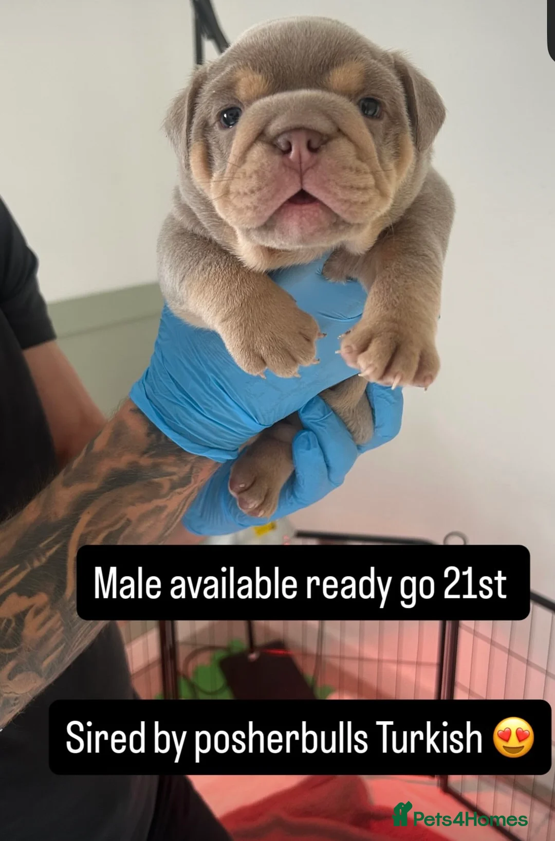 English Bulldog dogs for sale: KC Registered English Bulldog Puppies in Glasgow - Advert 2