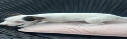 Jack Russell dogs for sale: 🐾Jack Russell Pups for Their Forever Homes! 🐾 - Advert 12