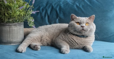 British Shorthair cats Limited time only.GCCF CHAMPION,TICA registered  in Barnsley - Advert 8