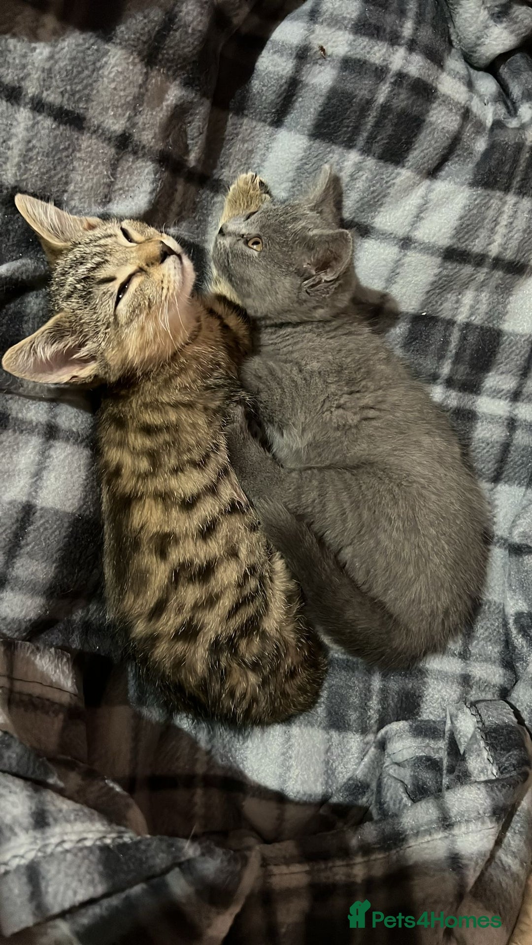 British Shorthair cats for sale: Kittens looking for home  - Advert 9