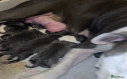 Staffordshire Bull Terrier dogs for sale: STAFFORDSHIRE BULL TERRIERS💚 - Image 25