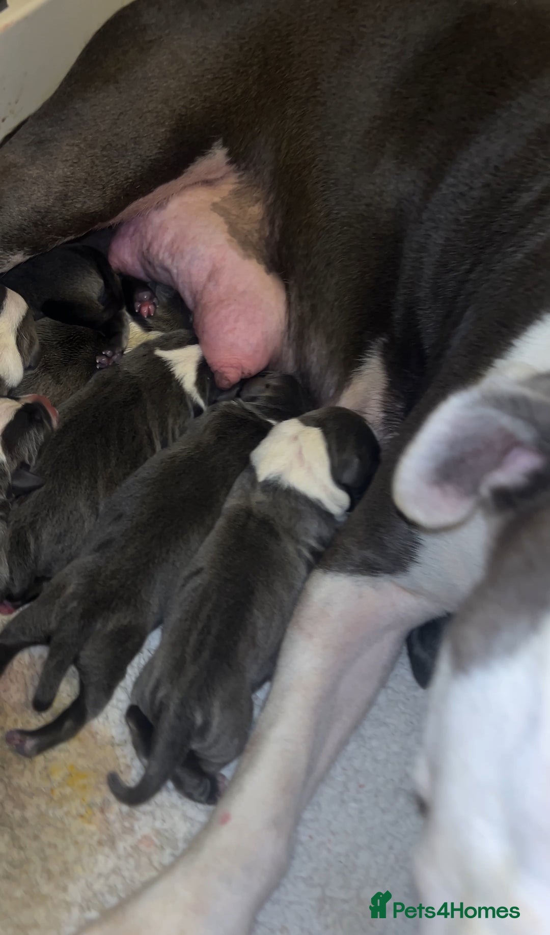 Staffordshire Bull Terrier dogs for sale: STAFFORDSHIRE BULL TERRIERS💚 - Image 25