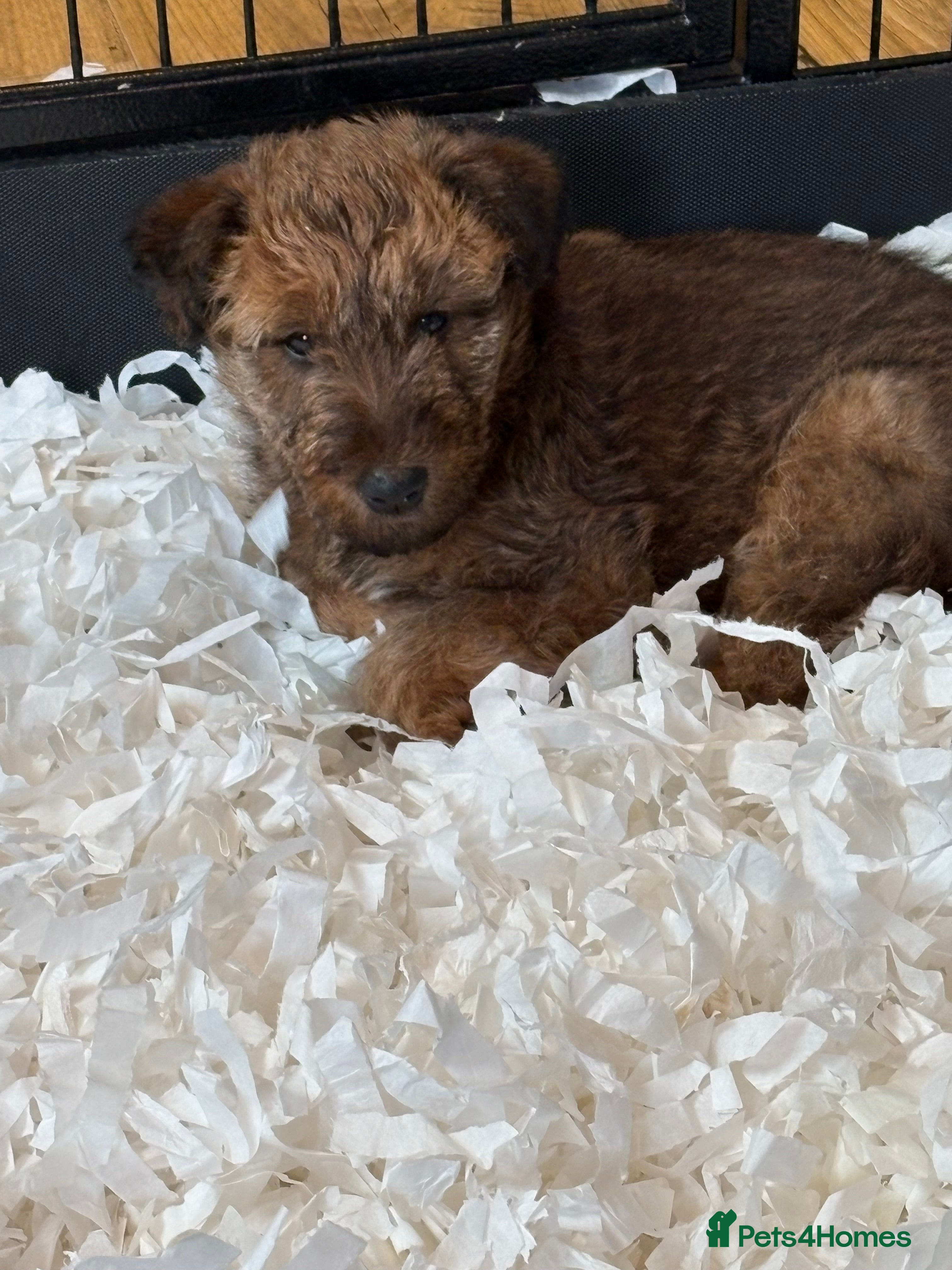 Irish Terrier dogs Irish Terrier female pup  - Advert 1