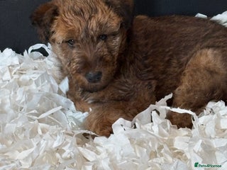Irish Terrier dogs Irish Terrier female pup - Advert 4