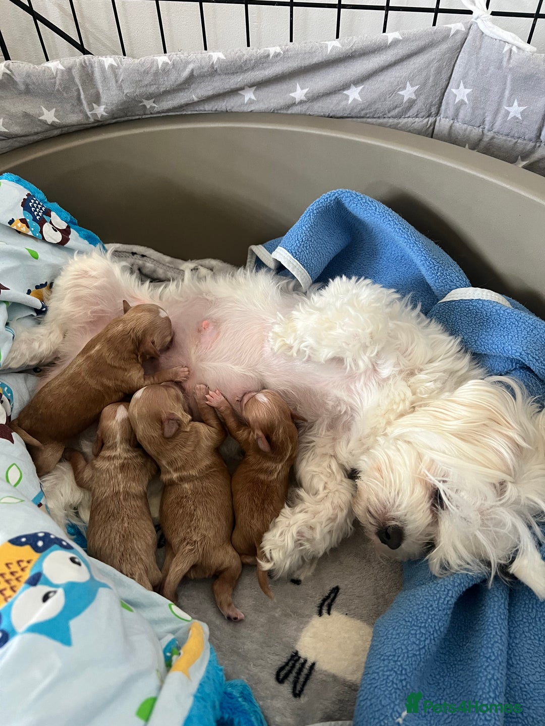 Maltipoo dogs for sale: Beautiful Tiny Maltipoo 3 girls 1 boy  - Image 3