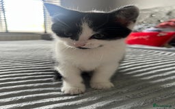 Mixed Breed cats for sale: Friendly kittens looking for a forever home in Thornton Heath - Image 6