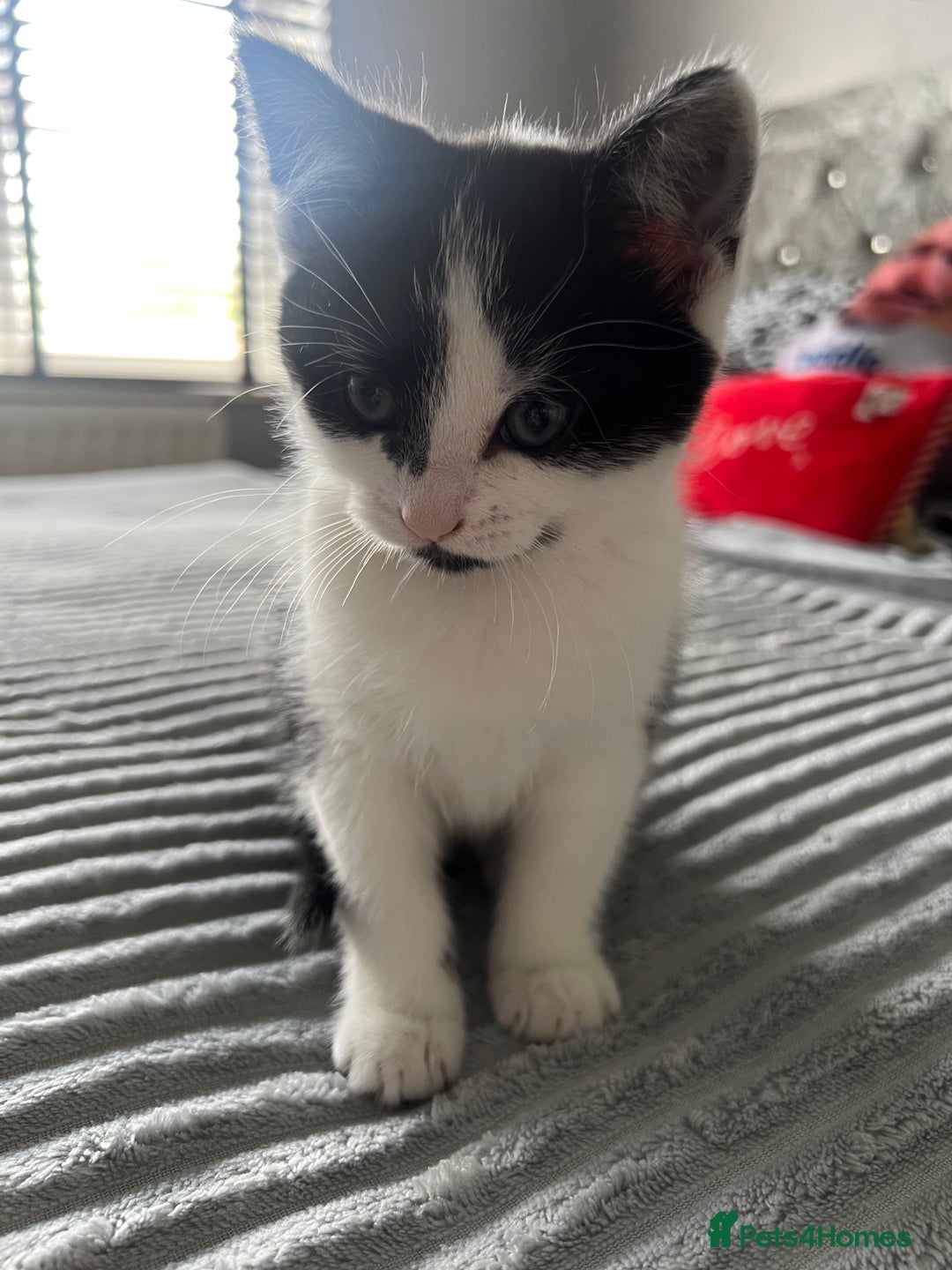 Mixed Breed cats for sale: Friendly kittens looking for a forever home in Thornton Heath - Image 6