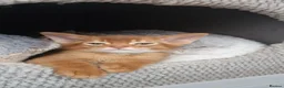 Abyssinian cats for sale: Abyssinian kittens  - Advert 11