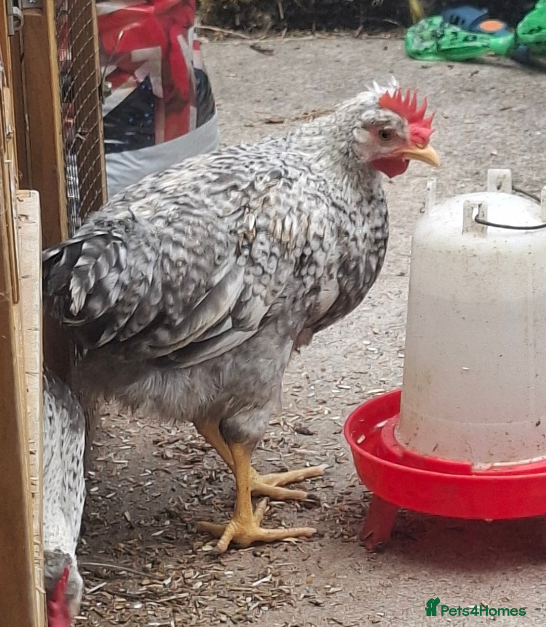 Chickens poultry for sale: Cream legbars and mixed Cockerels  - Image 5
