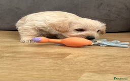 West Highland Terrier dogs for sale: Beautiful westiepoo puppies  - Advert 11