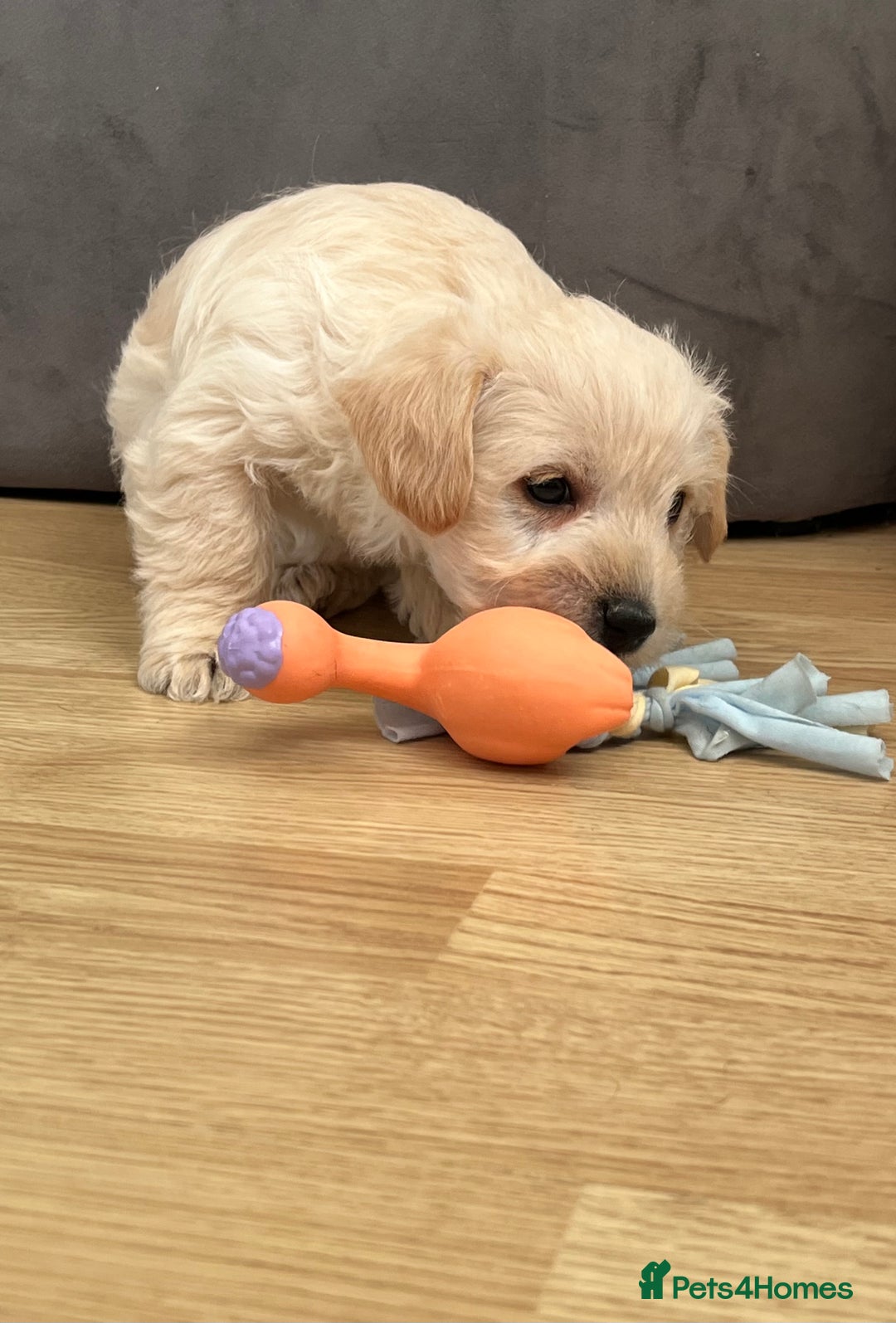 West Highland Terrier dogs for sale: Beautiful westiepoo puppies  - Advert 11