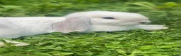Mini Lop rabbits for sale: White Mini Lop needs loving home. FREE ROAM.  - Advert 2