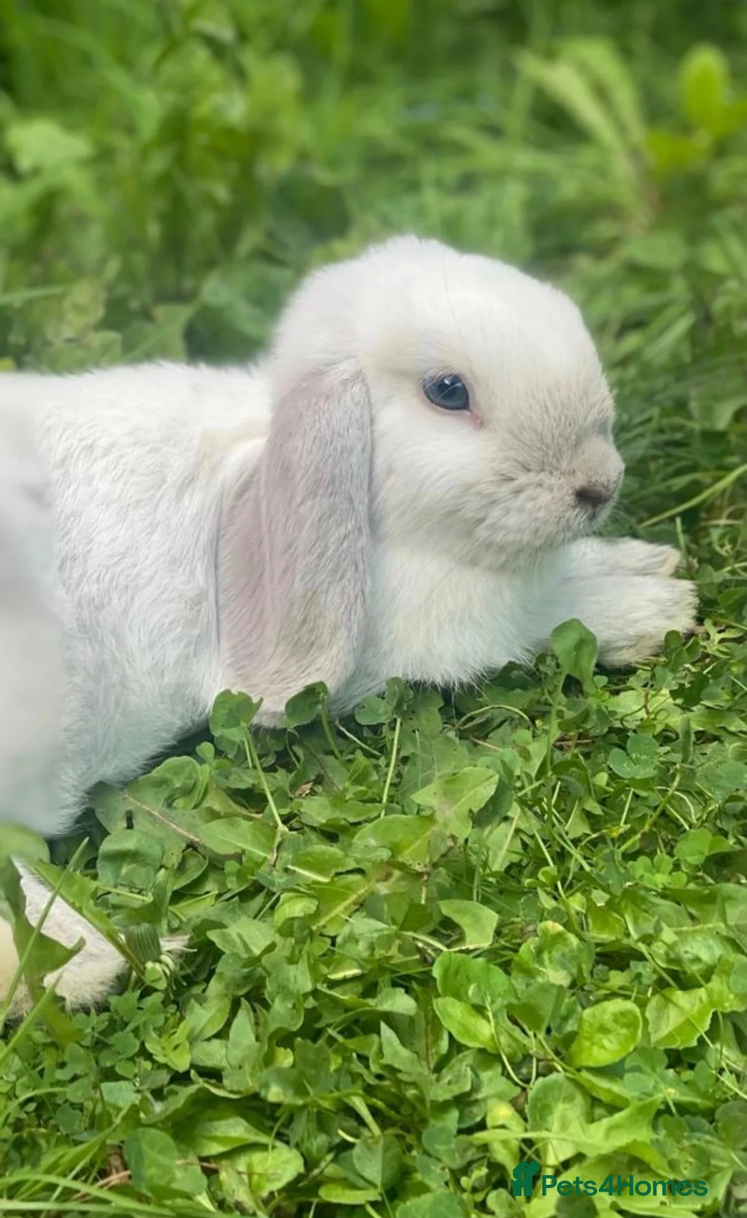 Mini Lop rabbits for sale: White Mini Lop needs loving home. FREE ROAM.  - Advert 2