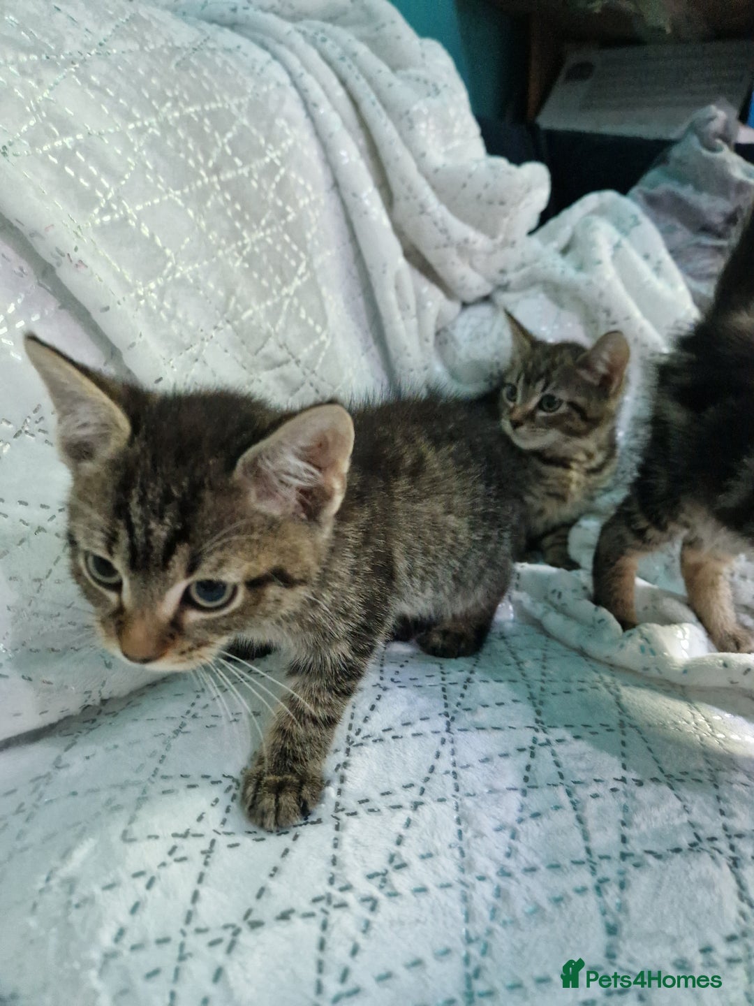 British Shorthair cats for sale:  Lovely 3 tabby male & 3 black female kittens. - Image 13