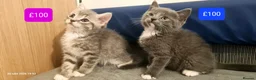 Mixed Breed cats for sale: Beautiful Mix Breed Kittens - Advert 1