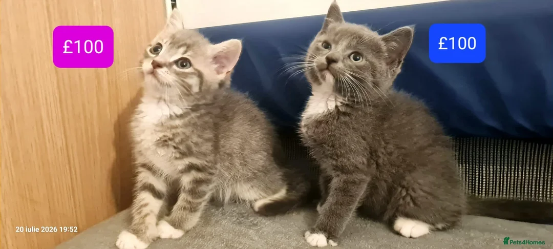 Mixed Breed cats for sale: Beautiful Mix Breed Kittens - Advert 1