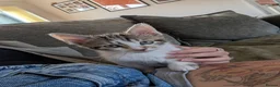 Mixed Breed cats for sale: Rescue kitty - approx 9 weeks - Advert 4
