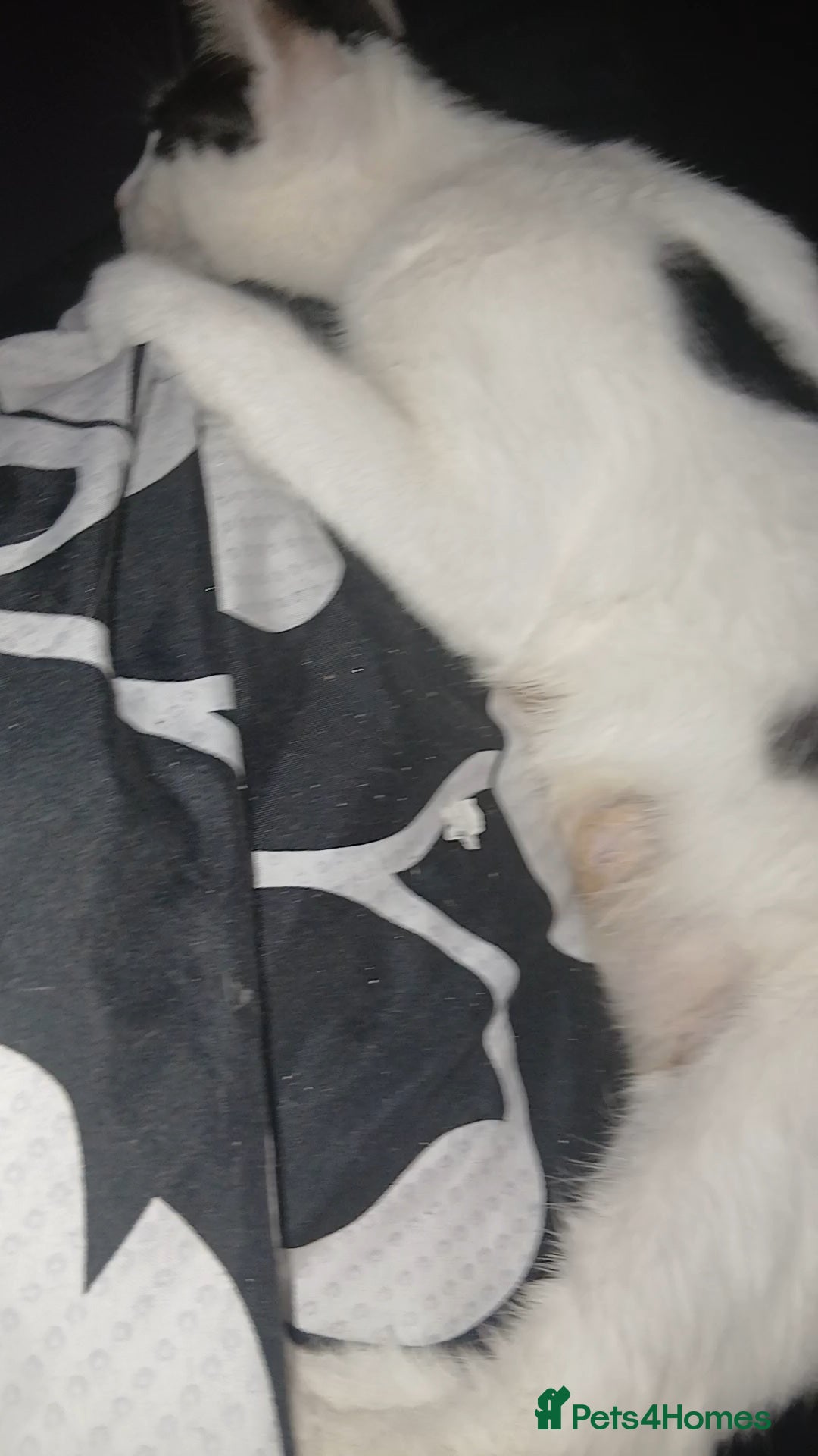 Mixed Breed cats for sale: Female kittens  in Attleborough - Advert 2