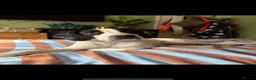 Mixed Breed dogs for sale: 6 month old male springer spaniel x foxhound  in Pontefract - Advert 9
