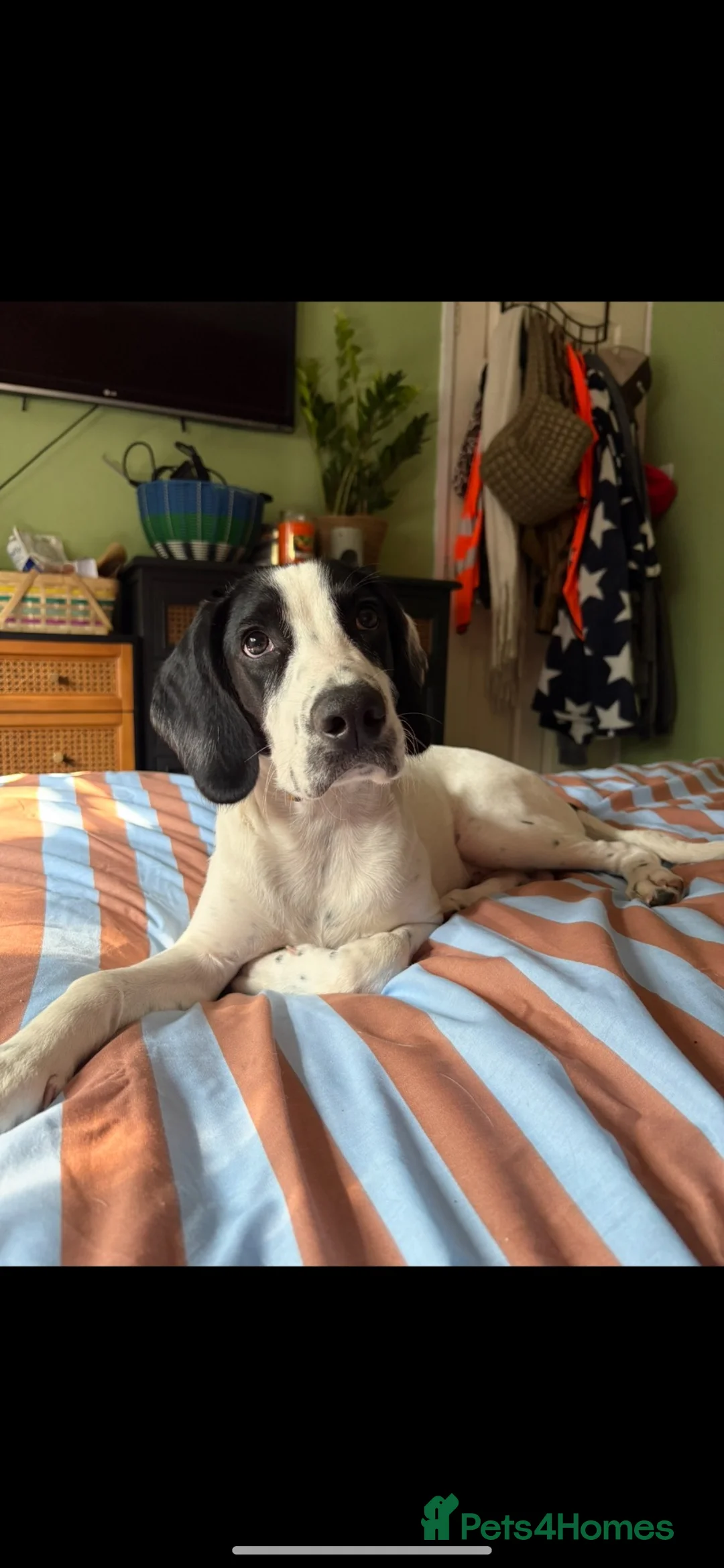 Mixed Breed dogs for sale: 6 month old male springer spaniel x foxhound  in Pontefract - Advert 9