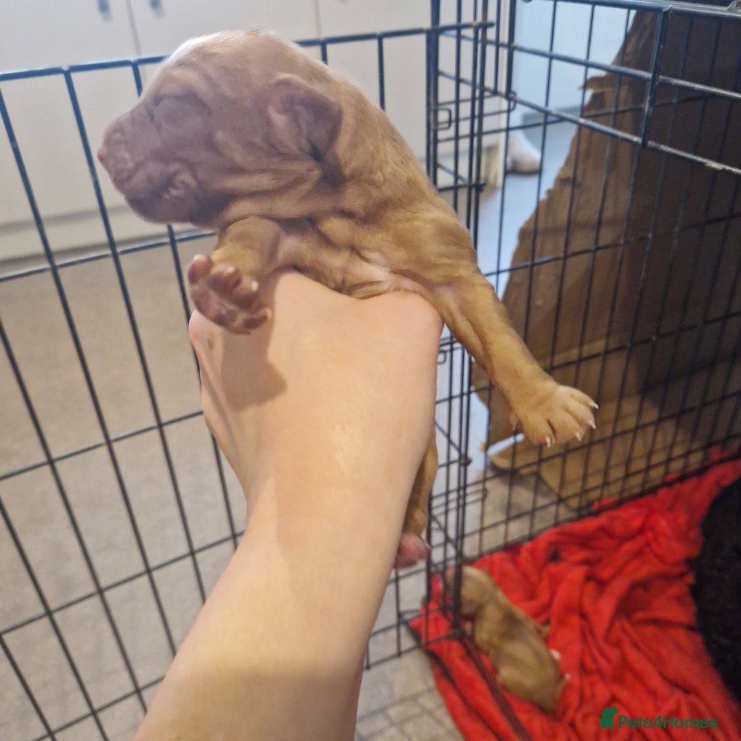 Cockapoo dogs for sale: 6 beautiful F2 cockapoos for sale!    - Advert 8