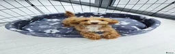 Cockapoo dogs for sale: Beautiful 6 months old cockapoo for rehoming in Maidenhead - Advert 3