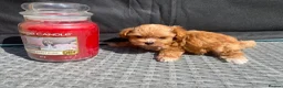 Maltipoo dogs for sale: Extensively DNA tested Asian maltipoo puppies  - Advert 3